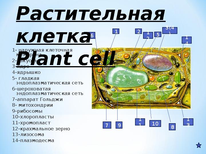 1- наружная клеточная мембрана 2-вакуоль 3-ядро 4-ядрышко 5- гладкая эндоплазматическая сеть 6-шероховатая эндоплазматическая