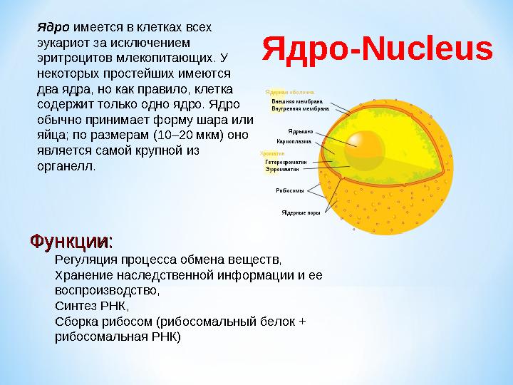 Ядро имеется в клетках всех эукариот за исключением эритроцитов млекопитающих. У некоторых простейших имеются два ядра, но к