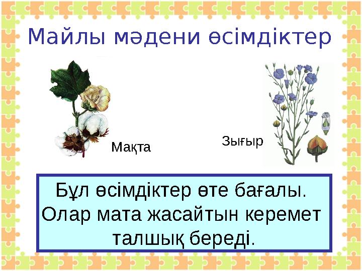 Майлы мәдени өсімдіктер Бұл өсімдіктер өте бағалы. Олар мата жасайтын керемет талшық береді.Мақта Зығыр
