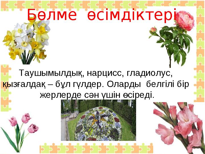 Бөлме өсімдіктері Таушымылдық, нарцисс, гладиолус, қызғалдақ – бұл гүлдер. Оларды белгілі бір жерлерде сән үшін өсіреді.