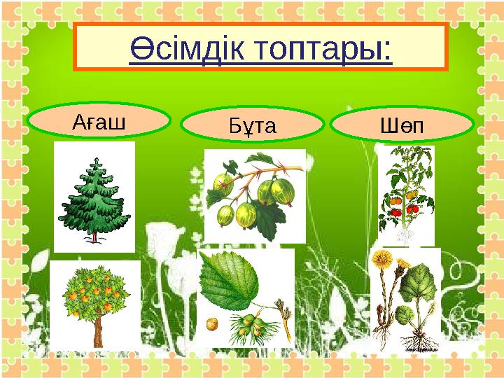 Ағаш Бұта ШөпӨсімдік топтары: