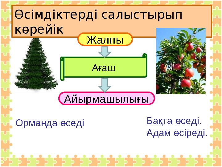 Өсімдіктерді салыстырып көрейік Жалпы Айырмашылығы Ағаш Орманда өседі Бақта өседі. Адам өсіреді.