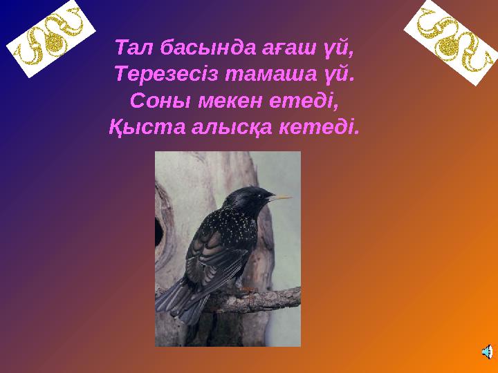 Тал басында ағаш үй, Терезесіз тамаша үй. Соны мекен етеді, Қыста алысқа кетеді.