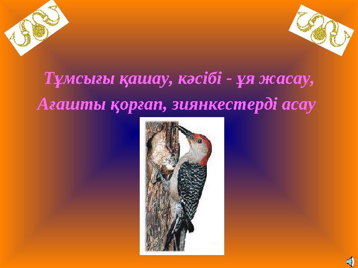 Тұмсығы қашау, кәсібі - ұя жасау, Ағашты қорғап, зиянкестерді асау