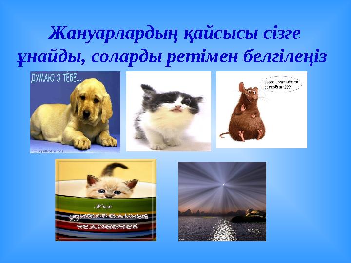 Жануарлардың қайсысы сізге ұнайды, соларды ретімен белгілеңіз