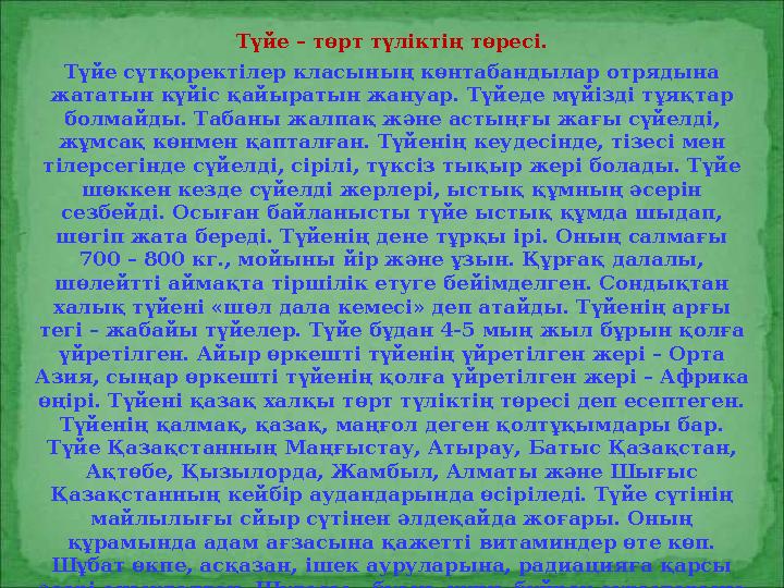 Түйе – төрт түліктің төресі. Түйе сүтқоректілер класының көнтабандылар отрядына жататын күйіс қайыратын жануар. Түйеде мүйізді