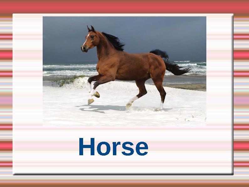 Horse