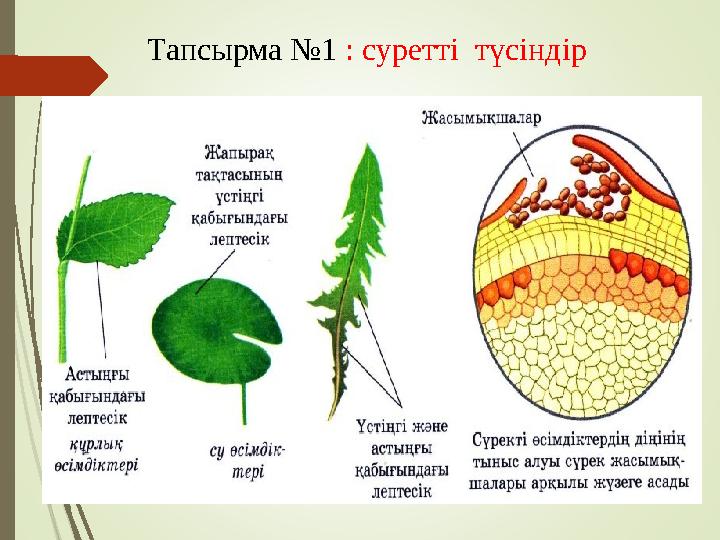 Тапсырма №1 : суретті түсіндір