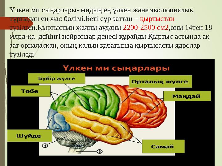 Үлкен ми сыңарлары- мидың ең үлкен және эволюциялық тұрғыдан ең жас бөлімі.Беті сұр заттан – қыртыстан түзілген.Қыртыстың жал