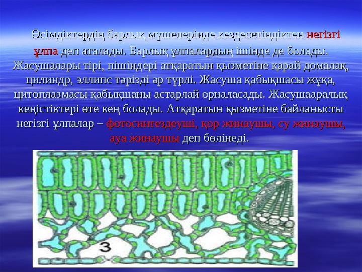 Өсімдіктердің барлық мүшелерінде кездесетіндіктен Өсімдіктердің барлық мүшелерінде кездесетіндіктен негізгі негізгі ұлпа