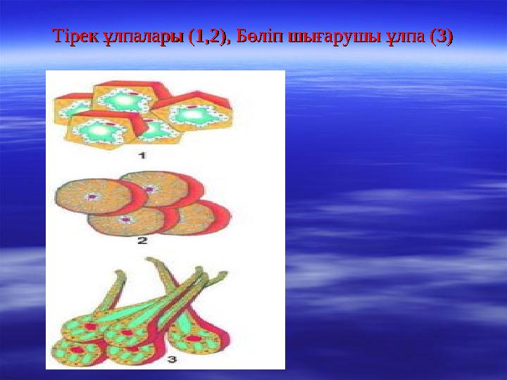 Тірек ұлпалары (1,2), Бөліп шығарушы ұлпа (3)Тірек ұлпалары (1,2), Бөліп шығарушы ұлпа (3)