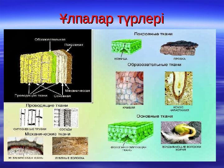 Ұлпалар түрлеріҰлпалар түрлері