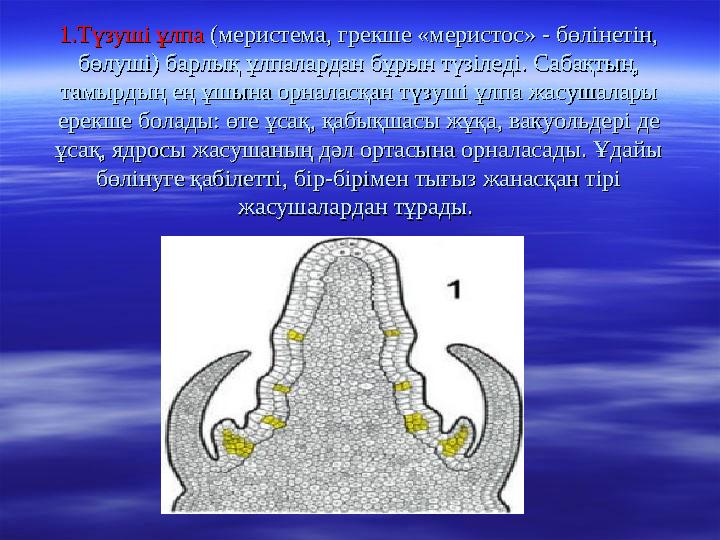 1.Түзуші ұлпа1.Түзуші ұлпа (меристема, грекше «меристос» - бөлінетін, (меристема, грекше «меристос» - бөлінетін, бөлуші) барл