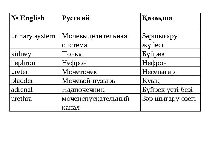 № English Русский Қазақша urinary system Мочевыделительная система Зәршығару жүйесі kidney Почка Б ү йрек nephron Нефр