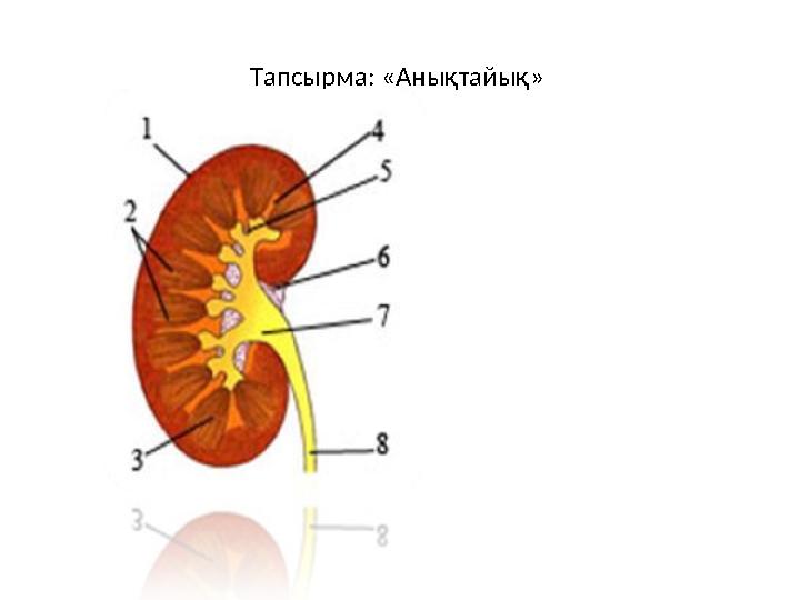 Тапсырма: «Анықтайық»