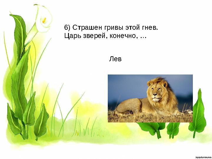 6) Страшен гривы этой гнев. Царь зверей, конечно, … Лев