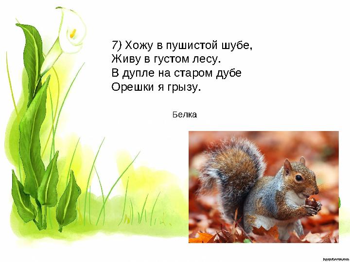 7) Хожу в пушистой шубе, Живу в густом лесу. В дупле на старом дубе Орешки я грызу. Белка