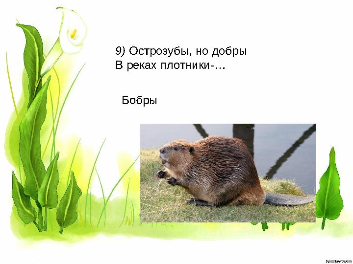 9) Острозубы, но добры В реках плотники-… Бобры