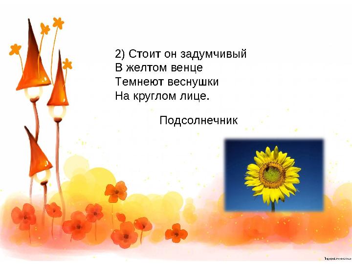 2) Стоит он задумчивый В желтом венце Темнеют веснушки На круглом лице. Подсолнечник