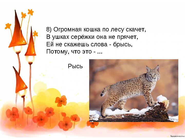8) Огромная кошка по лесу скачет, В ушках серёжки она не прячет, Ей не скажешь слова - брысь, Потому, что это - ... Рысь