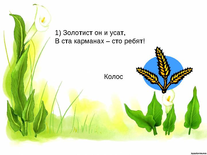 1) Золотист он и усат, В ста карманах – сто ребят! Колос