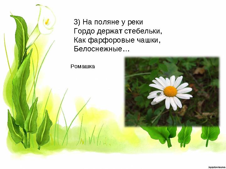 3) На поляне у реки Гордо держат стебельки, Как фарфоровые чашки, Белоснежные… Ромашка