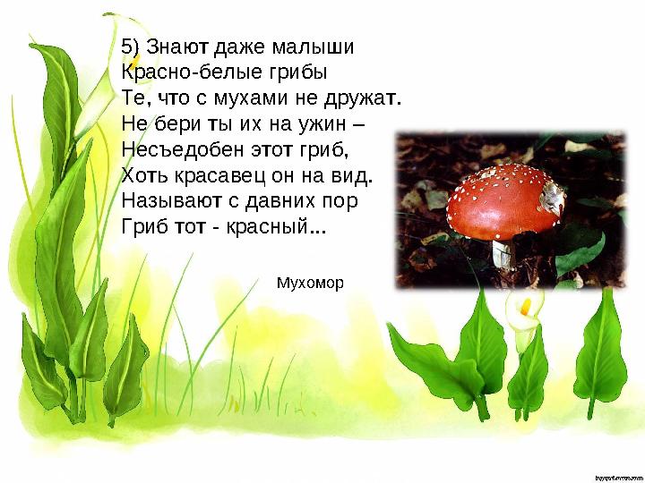 5) Знают даже малыши Красно-белые грибы Те, что с мухами не дружат. Не бери ты их на ужин – Несъедобен этот гриб, Хоть красав
