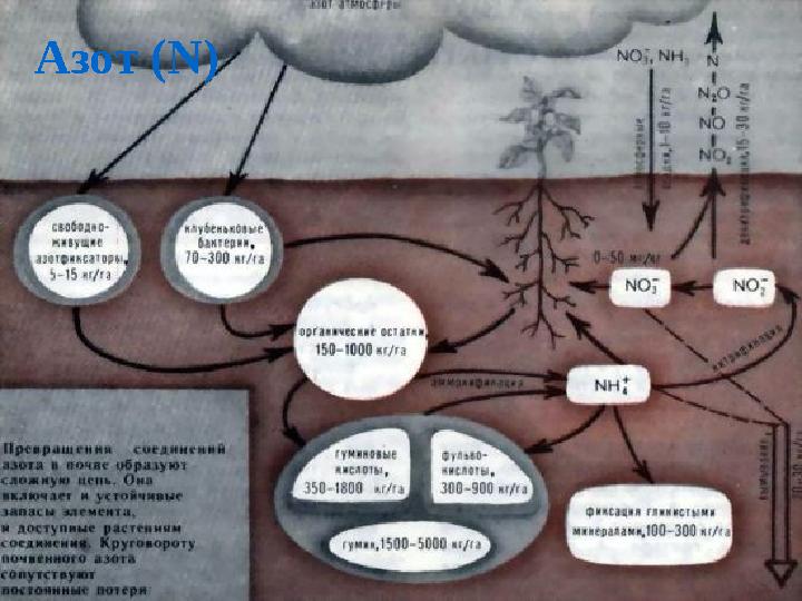 Азот ( N )