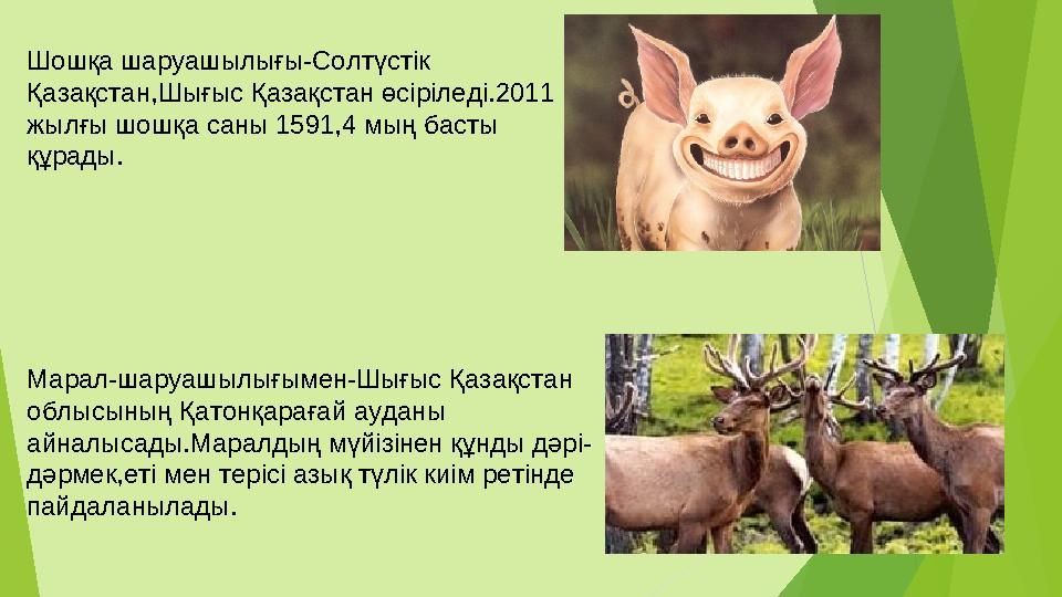 Шошқа шаруашылығы-Солтүстік Қазақстан,Шығыс Қазақстан өсіріледі.2011 жылғы шошқа саны 1591,4 мың басты құрады. Марал-
