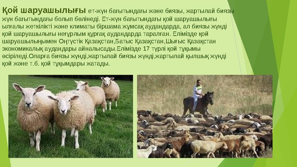 Қой шаруашылығы ет-жүн бағытындағы және биязы, жартылай биязы жүн бағытындағы болып бөлінеді. Ет-жүн бағытындағы қой ша