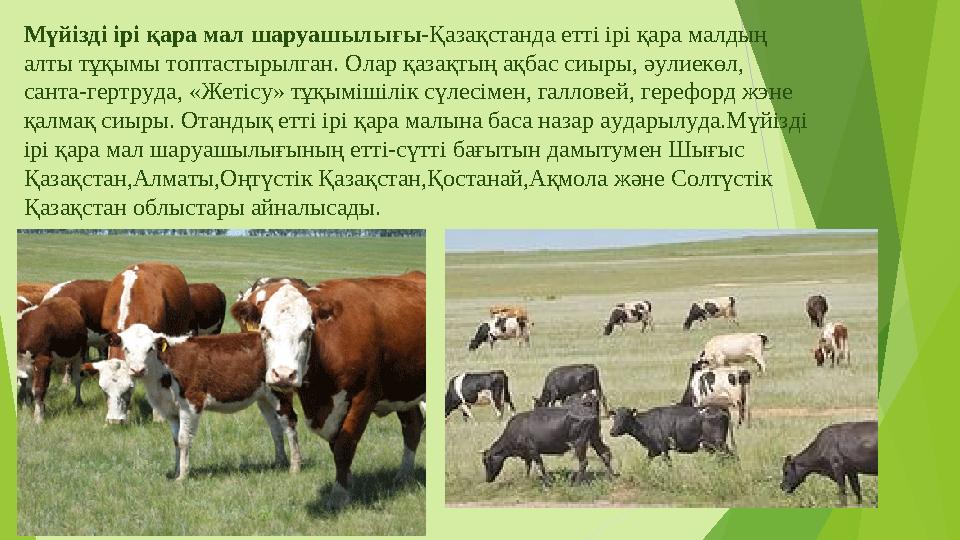 Мүйізді ірі қара мал шаруашылығы-Қазақстанда етті ірі қара малдың алты тұқымы топтастырылган. Олар қазақтың ақбас сиыры