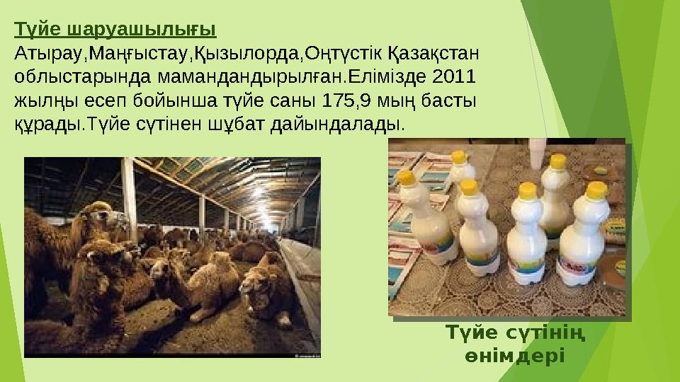 Түйе шаруашылығы Атырау,Маңғыстау,Қызылорда,Оңтүстік Қазақстан облыстарында мамандандырылған.Елімізде 2011 жылңы есеп