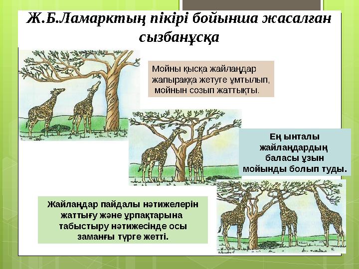 Ж.Б.Ламарктың пікірі бойынша жасалған сызбанұсқа Мойны қысқа жайлаңдар жапыраққа ж