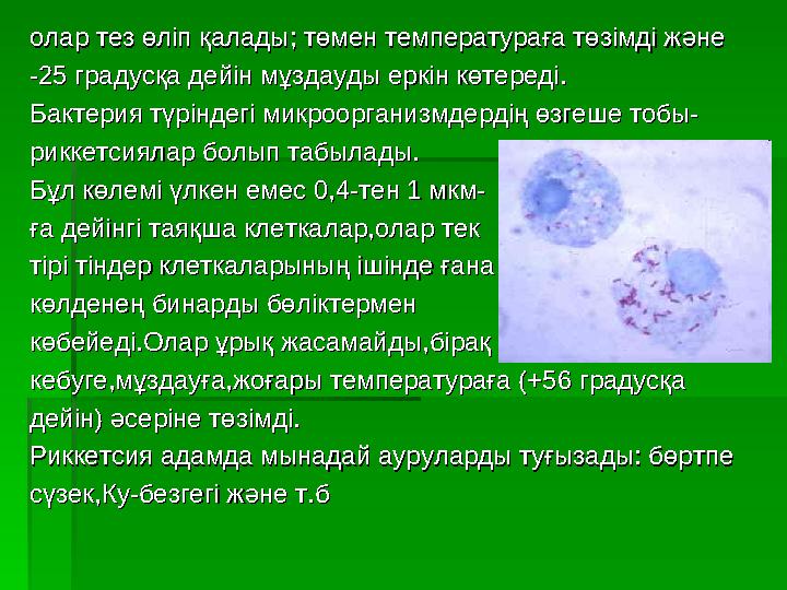 олар тез өліп қалады; төмен температураға төзімді жәнеолар тез өліп қалады; төмен температураға төзімді және -25 градусқа дейін