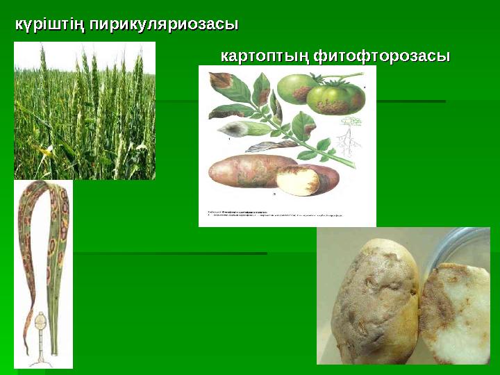 күріштің пирикуляриозасы күріштің пирикуляриозасы картоптың фитофторозасыкартоптың фитофторозасы