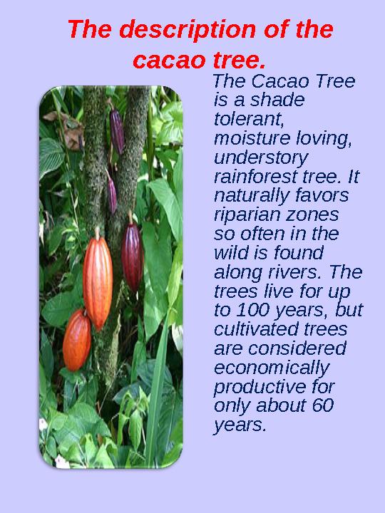 The description of the cacao tree. The Cacao Tree is a shade tolerant, moisture loving, understory rainforest tree. It