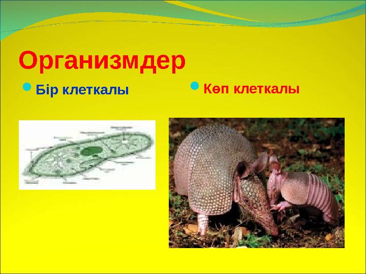 Организмдер  Көп клеткалы Бір клеткалы