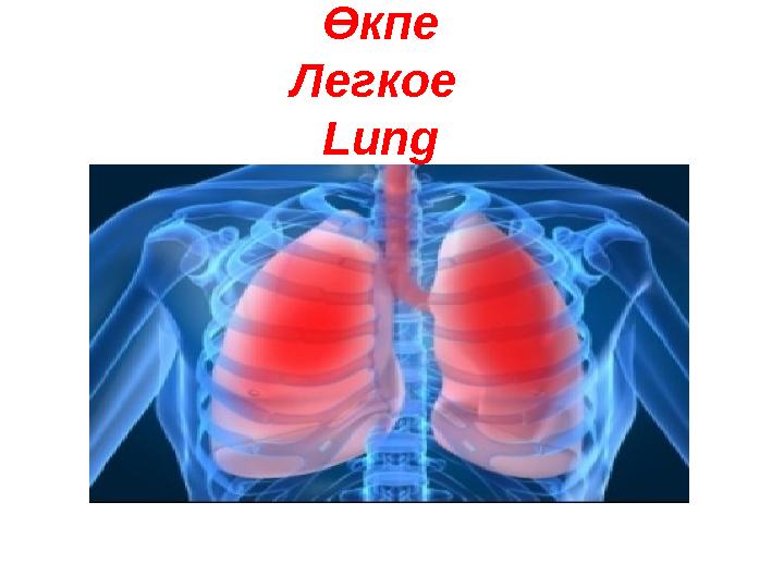 Өкпе Легкое Lung