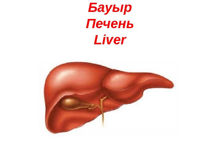 Бауыр Печень Liver
