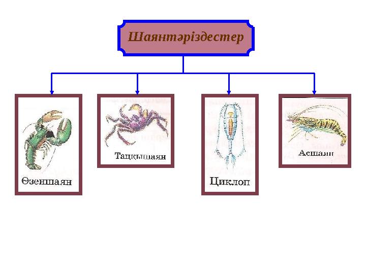 Шаянтәріздестер