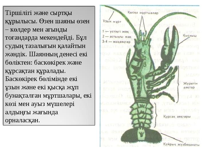 Тіршілігі және сыртқы құрылысы. Өзен шаяны өзен – көлдер мен ағынды тоғандарда мекендейді. Бұл судың тазалығын қалайтын жән