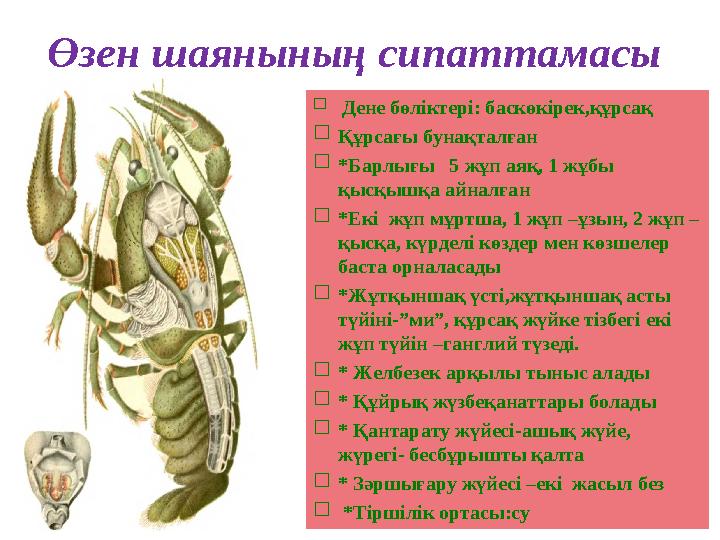 Өзен шаянының сипаттамасы  Дене бөліктері: баскөкірек,құрсақ Құрсағы бунақталған *Барлығы 5 жұп аяқ, 1 жұбы қысқышқа ай