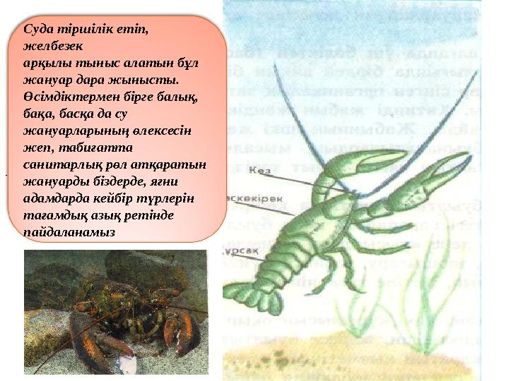 . Суда тіршілік етіп, желбезек арқылы тыныс алатын бұл жануар дара жынысты. Өсімдіктермен бірге балық, бақа, басқа да су жануа