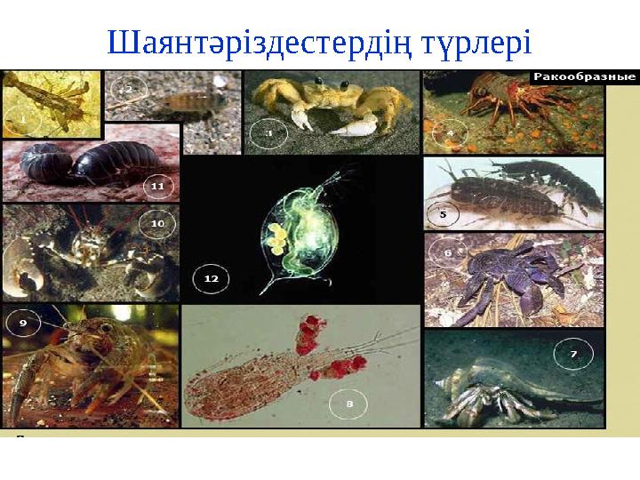 Шаянтәріздестердің түрлері