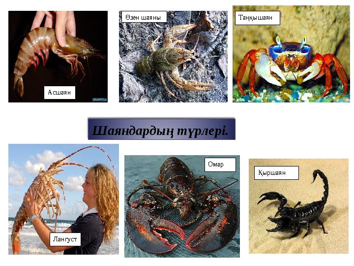 Бейне чатта оргазмды қараңыз