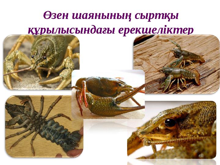 Өзен шаянының сыртқы құрылысындағы ерекшеліктер