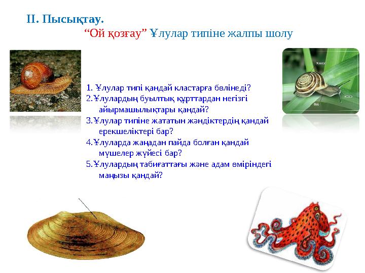 ІІ. Пысықтау. “Ой қозғау” Ұлулар типіне жалпы шолу 1. Ұлулар типі қандай кластарға бөлінеді? 2.Ұлулардың буы