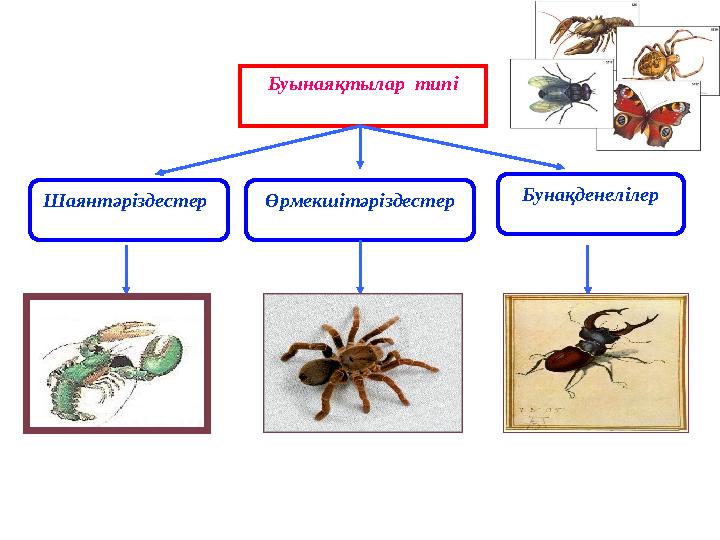 Буынаяқтылар типі Шаянтәріздестер Өрмекшітәріздестер Бунақденелілер