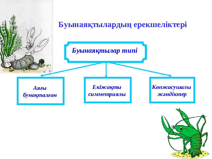 Буынаяқтылар типі Аяғы бунақталған Екіжақты симметриялы Көпжасушалы жәндіктер Буынаяқтылардың ерекшелі