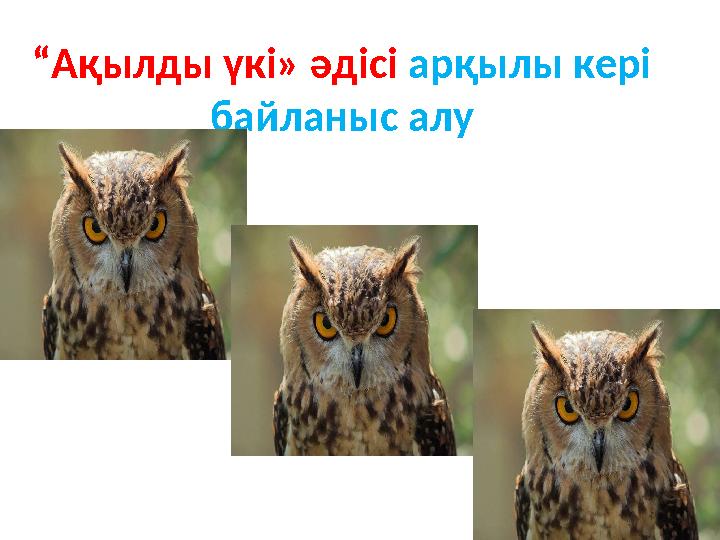 “Ақылды үкі» әдісі арқылы кері байланыс алу
